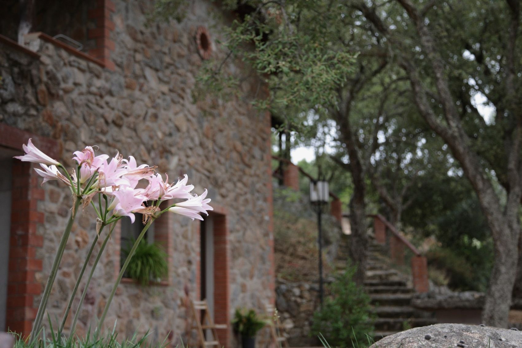 Muro in pietra con gigli rosa
